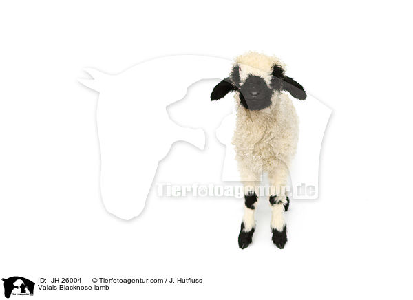 Valais Blacknose lamb / JH-26004