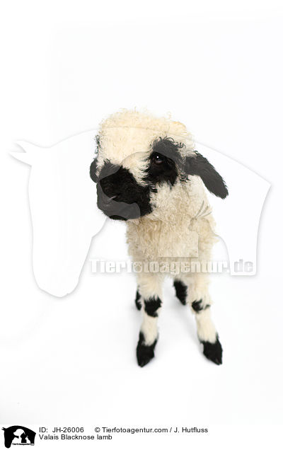 Valais Blacknose lamb / JH-26006