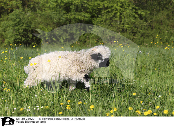 Valais Blacknose lamb / JH-28020