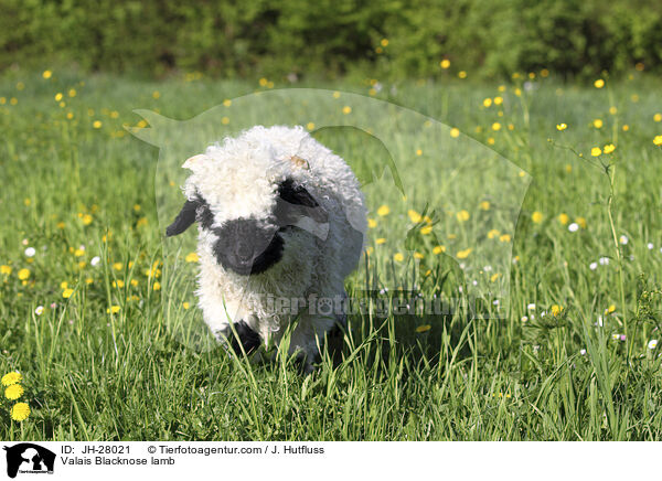 Valais Blacknose lamb / JH-28021