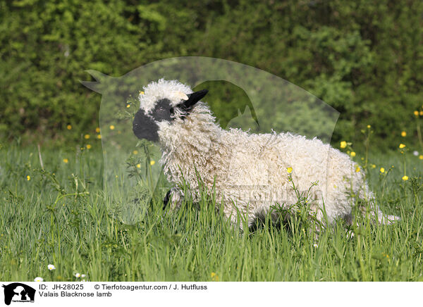 Valais Blacknose lamb / JH-28025