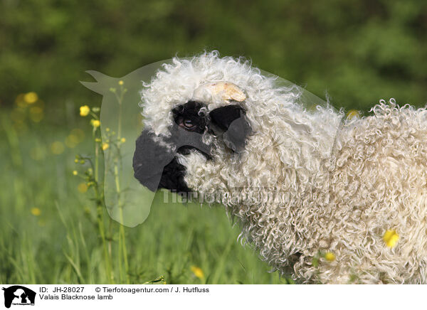 Valais Blacknose lamb / JH-28027