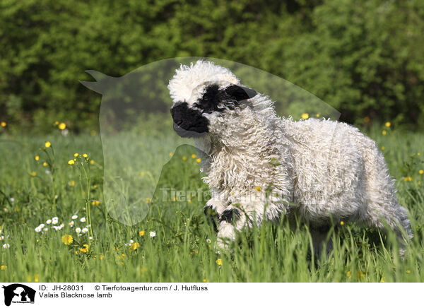 Valais Blacknose lamb / JH-28031