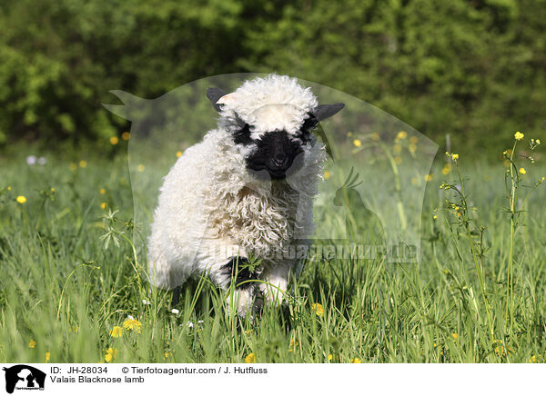 Valais Blacknose lamb / JH-28034
