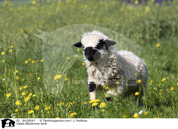 Valais Blacknose lamb / JH-28041