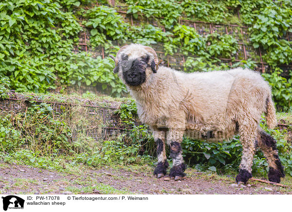 wallachian sheep / PW-17078
