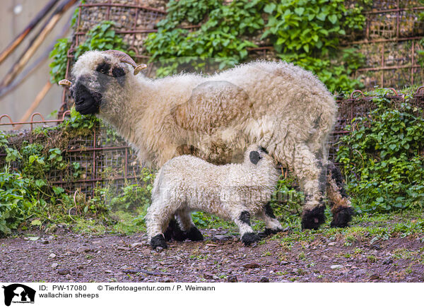 wallachian sheeps / PW-17080