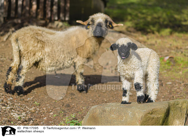 Walliser Schwarznasenschafe / wallachian sheeps / PW-17095