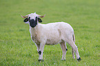 Wallachian Sheep