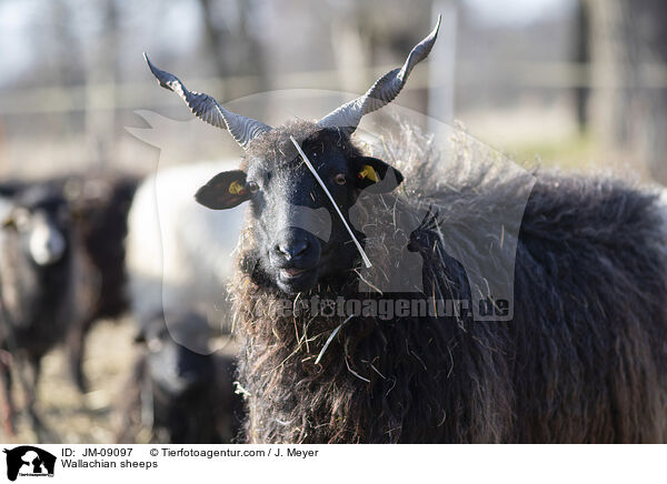 Wallachian sheeps / JM-09097