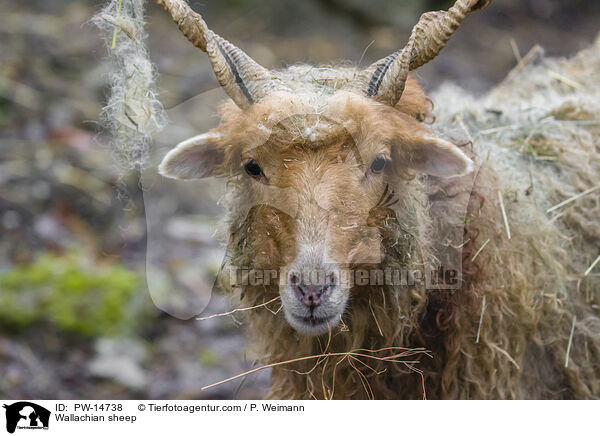 Zackelschaf / Wallachian sheep / PW-14738
