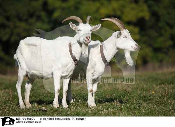 white german goat / RR-46520