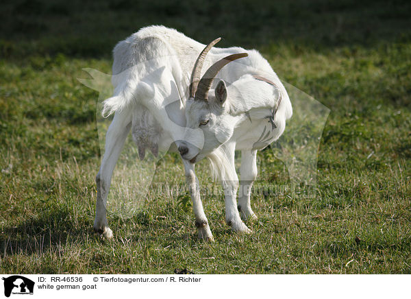 Weie Deutsche Edelziege / white german goat / RR-46536