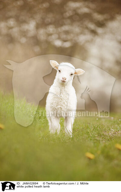 white polled heath lamb / JAM-02894