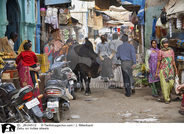 Zebu on Indias streets / JR-04512