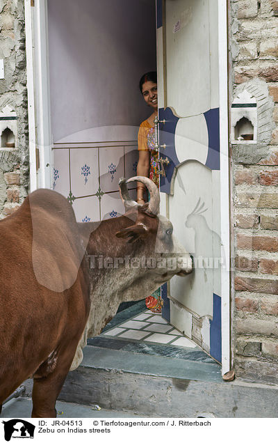 Zebu on Indias streets / JR-04513