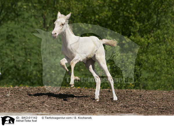 Akhal-Teke foal / SKO-01142