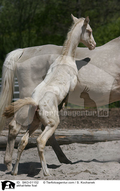 akhal-teke foal / SKO-01152