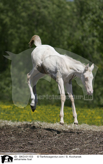 akhal-teke foal / SKO-01153