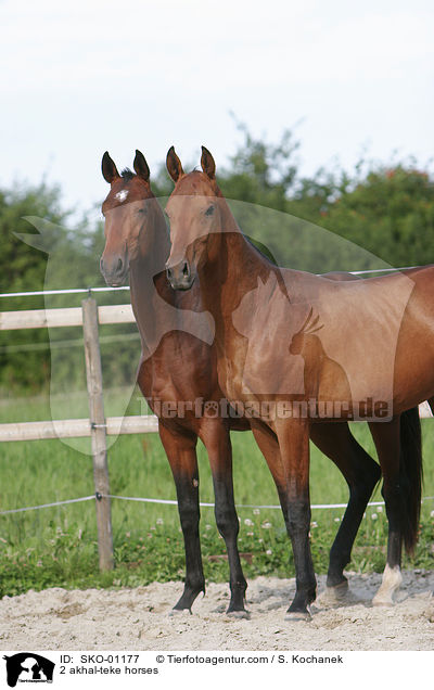 2 akhal-teke horses / SKO-01177