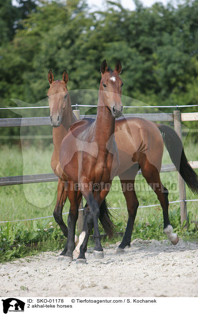 2 akhal-teke horses / SKO-01178