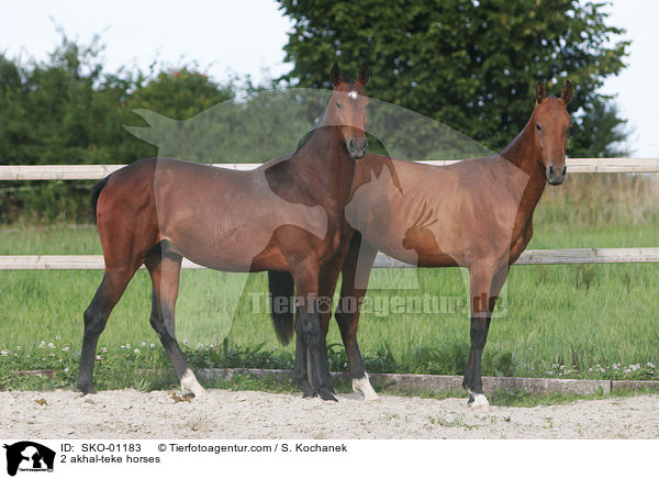 2 akhal-teke horses / SKO-01183