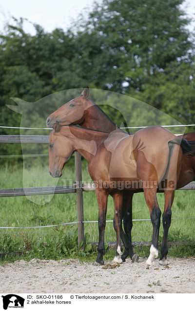 2 akhal-teke horses / SKO-01186
