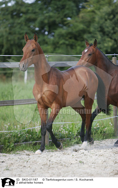 2 akhal-teke horses / SKO-01187