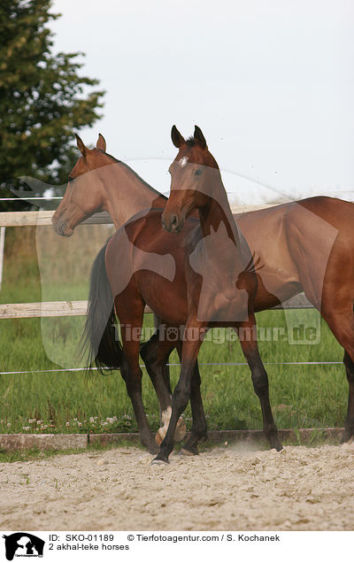2 akhal-teke horses / SKO-01189