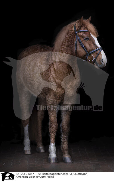 American Bashkir Curly Horse / American Bashkir Curly Horse / JQ-01317