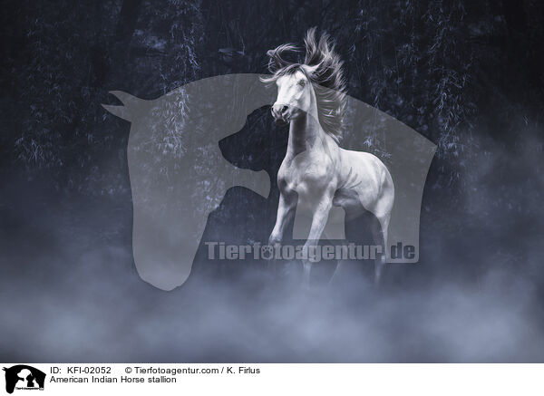 American Indian Horse Hengst / American Indian Horse stallion / KFI-02052