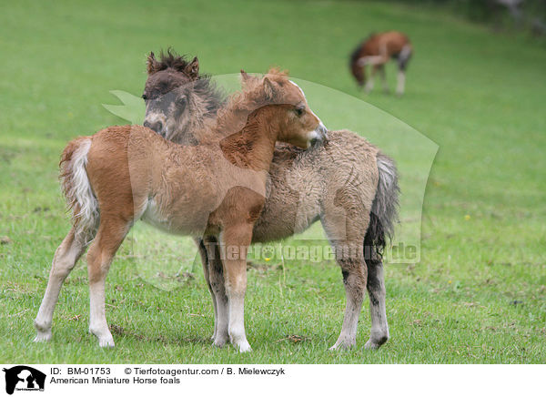 American Miniature Horse foals / BM-01753