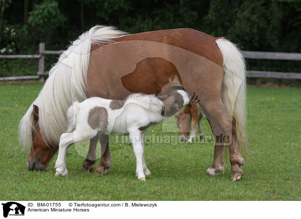 American Miniature Horses / BM-01755