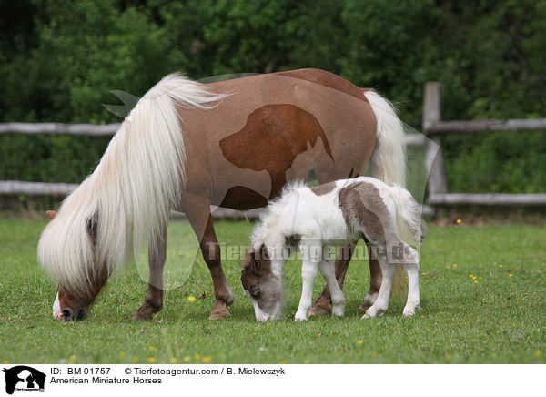 American Miniature Horses / BM-01757