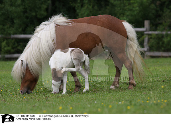 American Miniature Horses / BM-01758