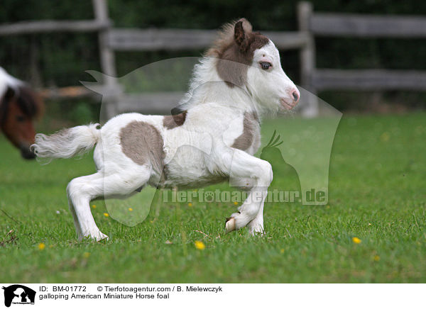 galloping American Miniature Horse foal / BM-01772