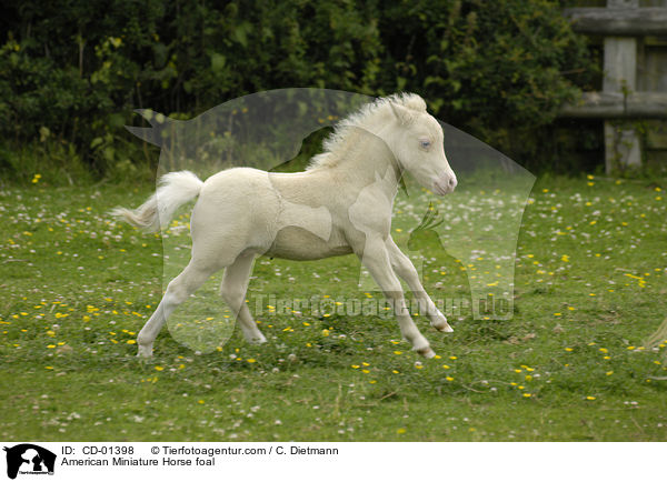 American Miniature Horse foal / CD-01398