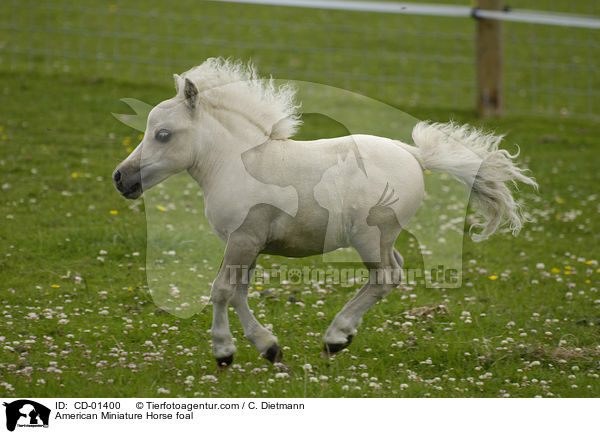 American Miniature Horse foal / CD-01400