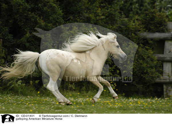 galloping American Miniature Horse / CD-01401
