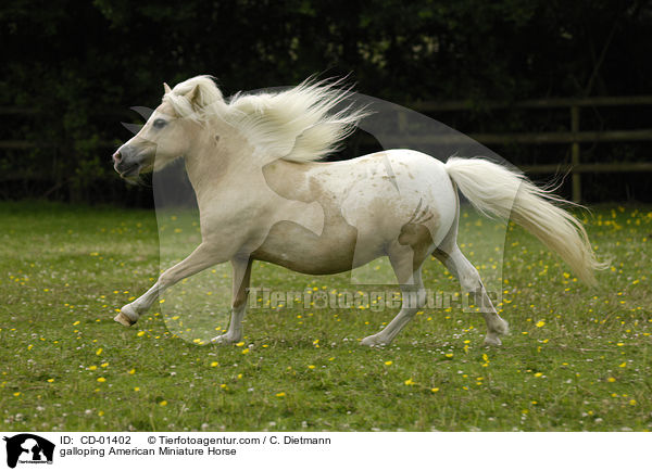 galloping American Miniature Horse / CD-01402