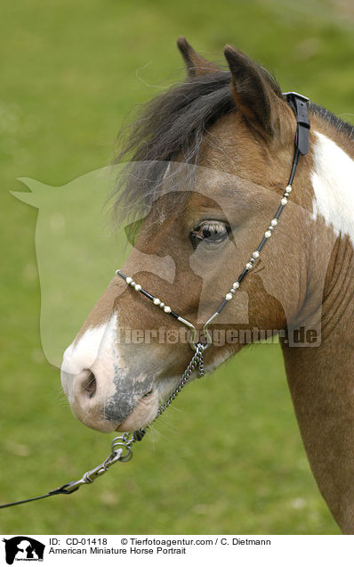 American Miniature Horse Portrait / CD-01418