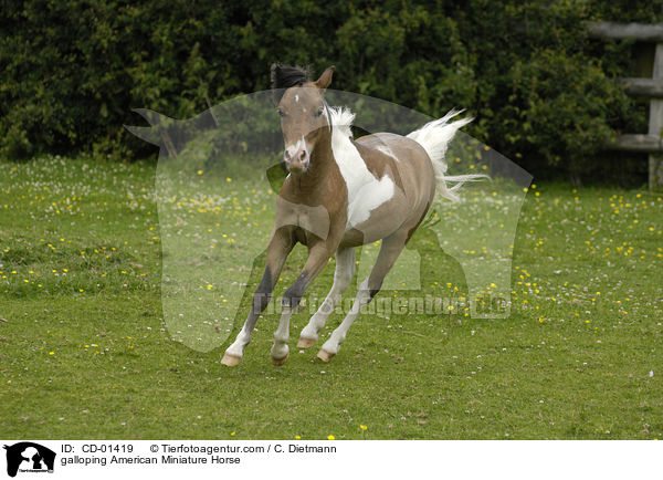 galloping American Miniature Horse / CD-01419