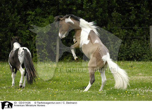 American Miniature Horses bei der Paarung / American Miniature Horses / CD-01426