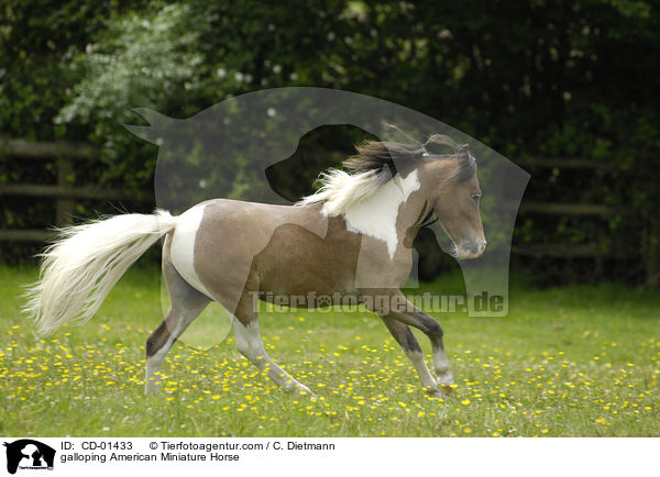 galloping American Miniature Horse / CD-01433