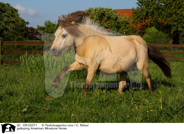 galloping American Miniature Horse / CR-02071