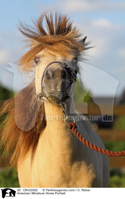 American Miniature Horse Portrait / CR-02082