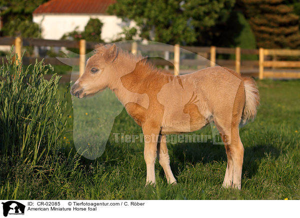 American Miniature Horse foal / CR-02085