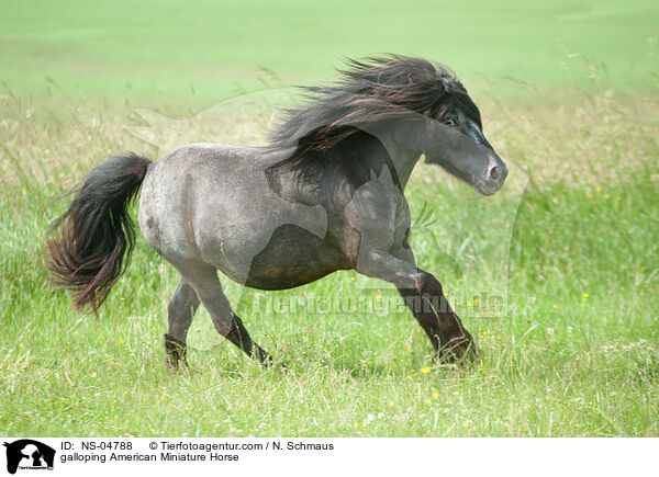 galloping American Miniature Horse / NS-04788