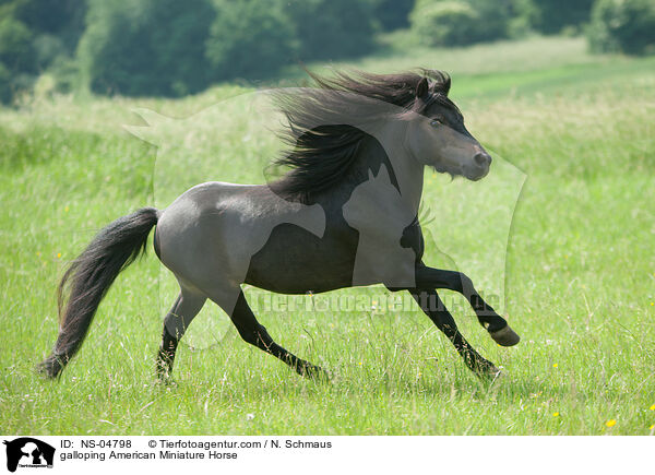galloping American Miniature Horse / NS-04798