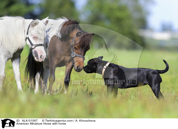 American Miniature Horse with horse / ALK-01067